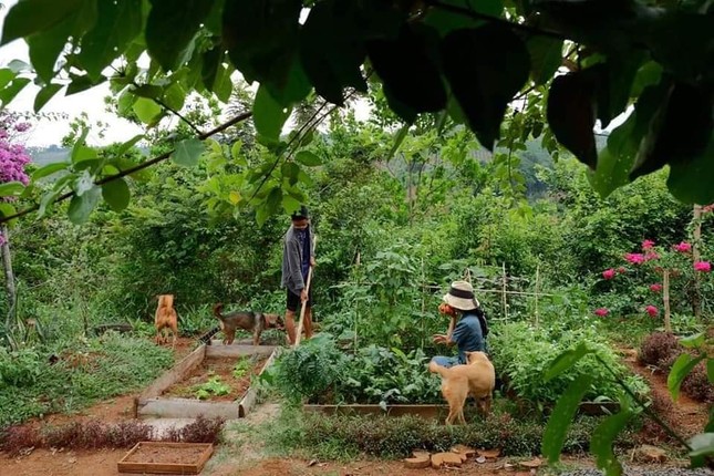 “Về quê nuôi cá và trồng thêm rau” hóa ra chẳng phải cuộc sống trong mơ, bạn còn phải giắt túi cả tỉ đồng! ảnh 2