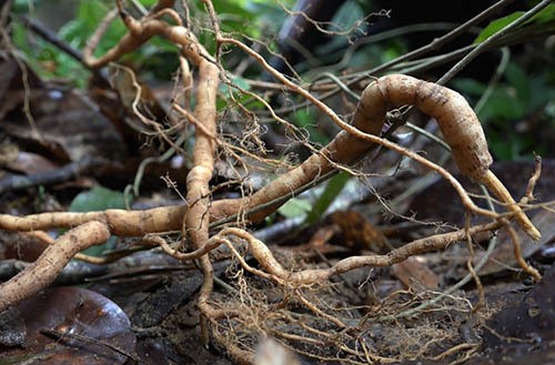 Quảng Nam bảo vệ nghiêm ngặt rừng sâm ba kích tím mới phát hiện ảnh 3