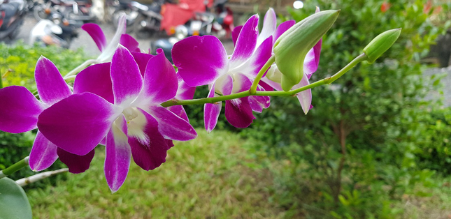 Sinh viên ĐH KH&XHNV (TP.HCM) khoe “Đà Lạt thu nhỏ” ngay trong khuôn viên trường ảnh 6