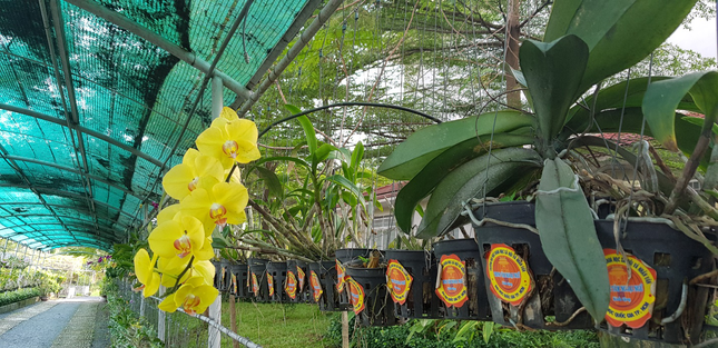 Sinh viên ĐH KH&XHNV (TP.HCM) khoe “Đà Lạt thu nhỏ” ngay trong khuôn viên trường ảnh 7