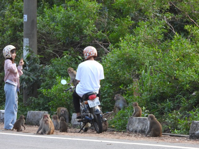 Khỉ Sơn Trà kéo nhau ào xuống đường giành giật thức ăn ảnh 2