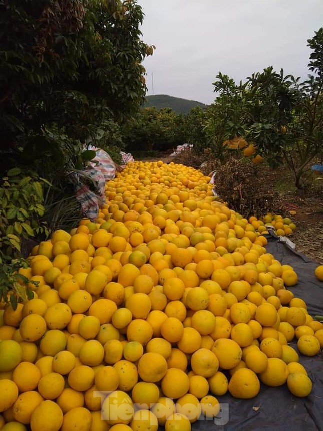 Mãn nhãn vườn cây quả vàng rực rỡ trước Tết ở Bắc Giang ảnh 4