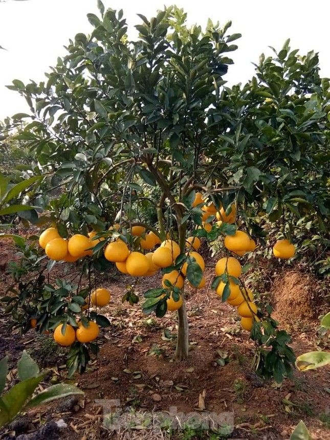 Mãn nhãn vườn cây quả vàng rực rỡ trước Tết ở Bắc Giang ảnh 3