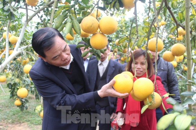Mãn nhãn vườn cây quả vàng rực rỡ trước Tết ở Bắc Giang ảnh 10