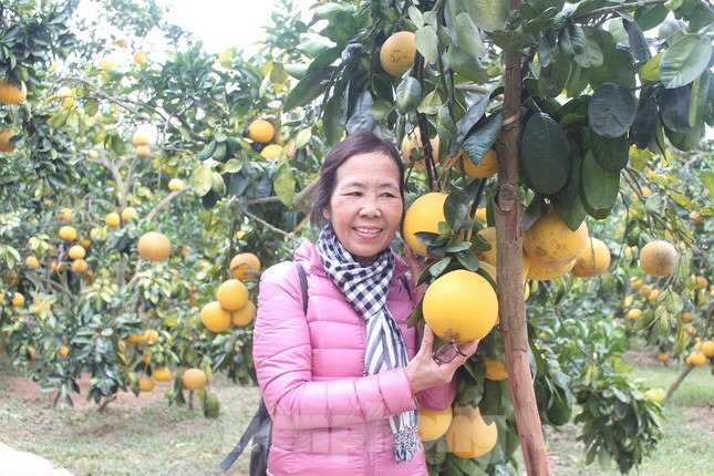 Mãn nhãn vườn cây quả vàng rực rỡ trước Tết ở Bắc Giang ảnh 6