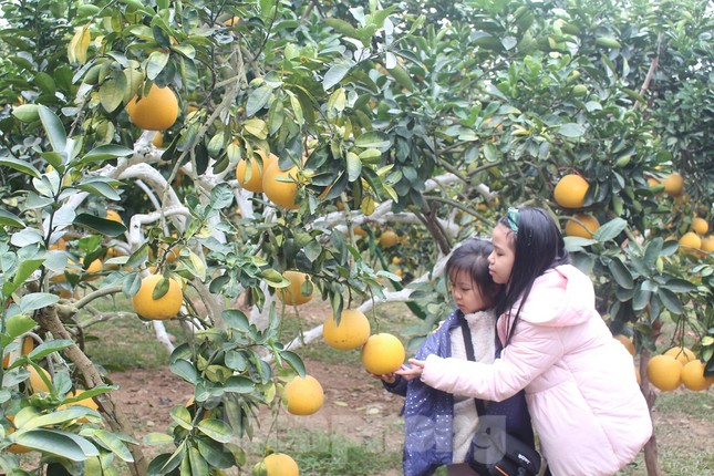 Mãn nhãn vườn cây quả vàng rực rỡ trước Tết ở Bắc Giang ảnh 9