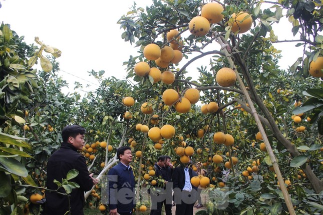 Mãn nhãn vườn cây quả vàng rực rỡ trước Tết ở Bắc Giang ảnh 5