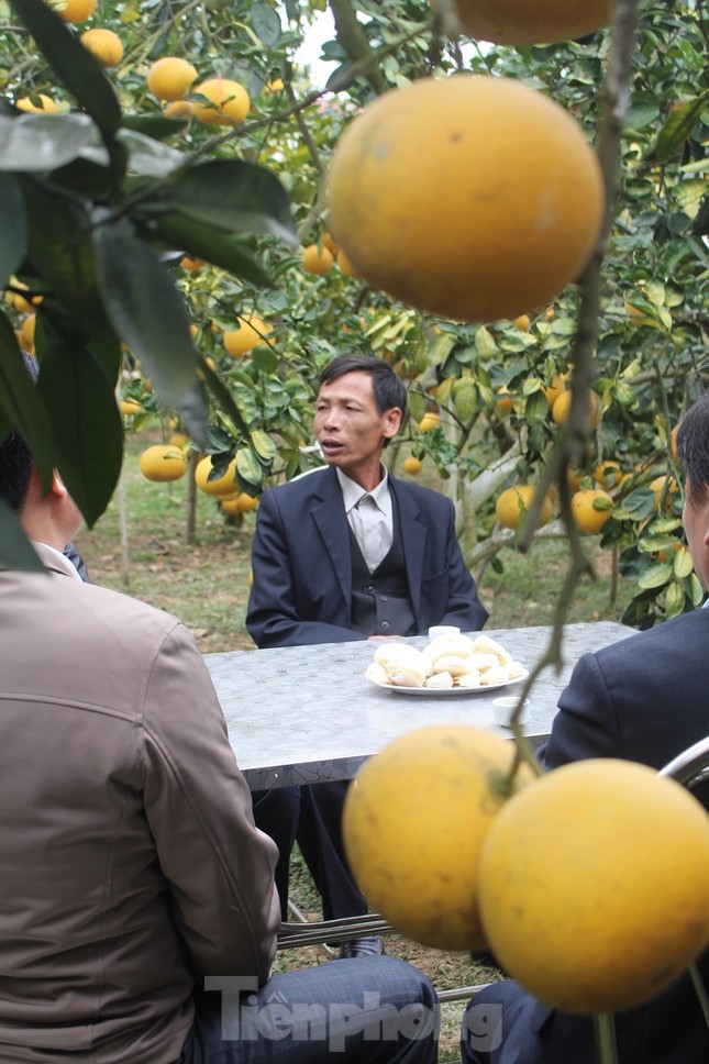 Mãn nhãn vườn cây quả vàng rực rỡ trước Tết ở Bắc Giang ảnh 7