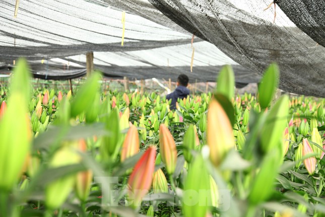 Nông dân vựa hoa ly lớn nhất Bắc Giang lo gặp cảnh 'hoa cười, người khóc' ảnh 1