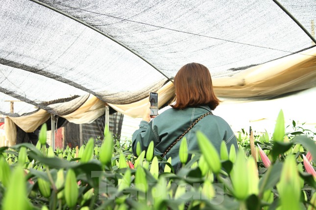 Nông dân vựa hoa ly lớn nhất Bắc Giang lo gặp cảnh 'hoa cười, người khóc' ảnh 9