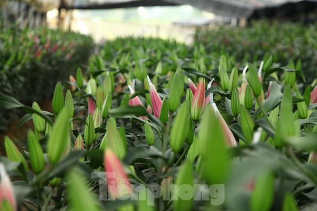 Nông dân vựa hoa ly lớn nhất Bắc Giang lo gặp cảnh 'hoa cười, người khóc' ảnh 13