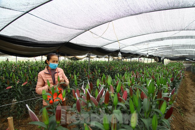 Nông dân vựa hoa ly lớn nhất Bắc Giang lo gặp cảnh 'hoa cười, người khóc' ảnh 12