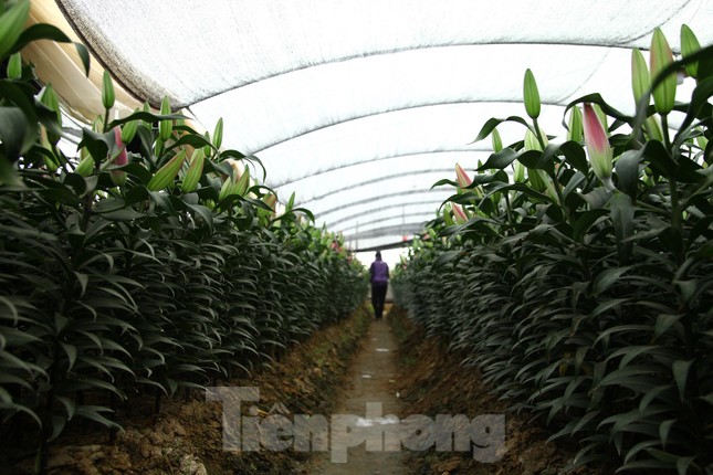 Nông dân vựa hoa ly lớn nhất Bắc Giang lo gặp cảnh 'hoa cười, người khóc' ảnh 2