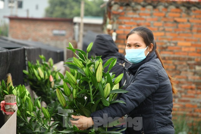 Nông dân vựa hoa ly lớn nhất Bắc Giang lo gặp cảnh 'hoa cười, người khóc' ảnh 7