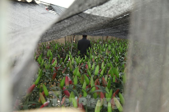 Nông dân vựa hoa ly lớn nhất Bắc Giang lo gặp cảnh 'hoa cười, người khóc' ảnh 5