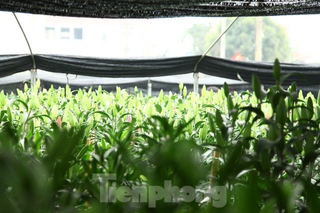 Nông dân vựa hoa ly lớn nhất Bắc Giang lo gặp cảnh 'hoa cười, người khóc' ảnh 8
