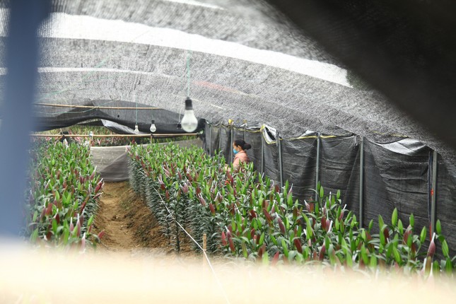 Nông dân vựa hoa ly lớn nhất Bắc Giang lo gặp cảnh 'hoa cười, người khóc' ảnh 6