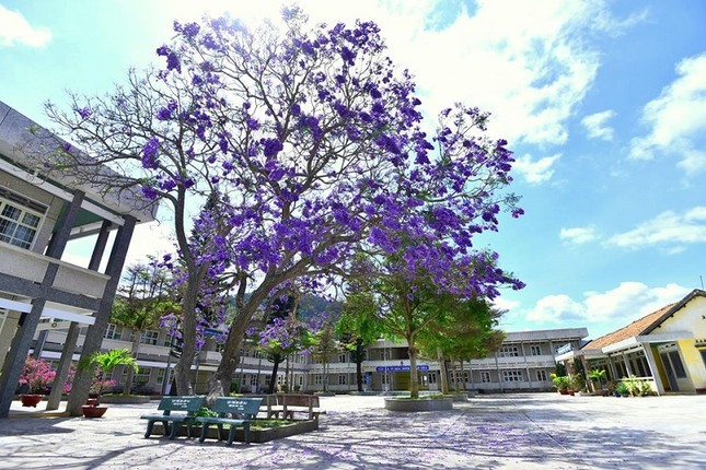 Phượng tím Đà Lạt đang mùa nở rộ, từng góc phố đẹp đến ngỡ ngàng ảnh 15