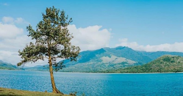 Bức xúc việc “cây cô đơn” nổi tiếng ở Quảng Trị bị kẻ thiếu ý thức phá hoại ảnh 3
