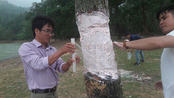 Bức xúc việc “cây cô đơn” nổi tiếng ở Quảng Trị bị kẻ thiếu ý thức phá hoại ảnh 5