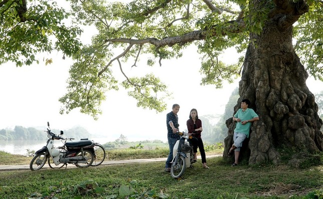 Cây hoa gạo trong “Cô gái nhà người ta” xác xơ sau khi khách du lịch đổ xô tới tham quan ảnh 1