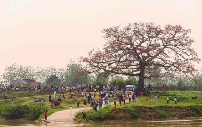 Cây hoa gạo trong “Cô gái nhà người ta” xác xơ sau khi khách du lịch đổ xô tới tham quan ảnh 2