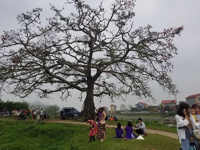 Cây hoa gạo trong “Cô gái nhà người ta” xác xơ sau khi khách du lịch đổ xô tới tham quan ảnh 3
