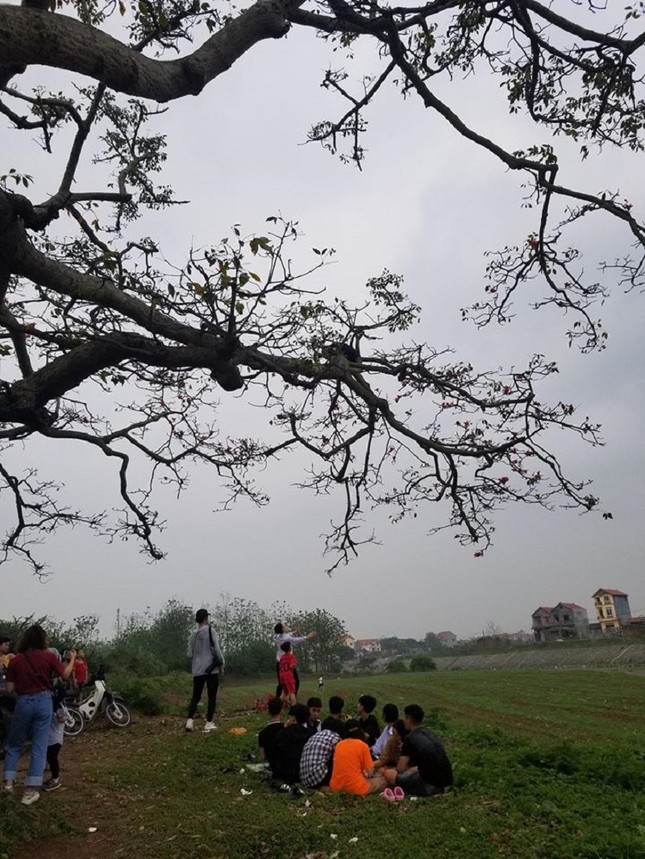 Cây hoa gạo trong “Cô gái nhà người ta” xác xơ sau khi khách du lịch đổ xô tới tham quan ảnh 6
