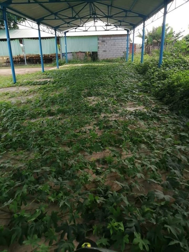Ngày đầu trở lại trường: Toát mồ hôi khi thấy bàn ghế phủ đầy bụi, nhà để xe “xanh cỏ“ ảnh 5