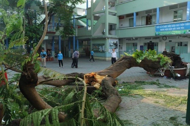 TP.HCM: Cây phượng trong sân trường bật gốc khiến 1 học sinh tử vong, 7 học sinh bị thương ảnh 2