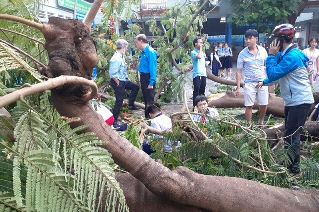 Vụ cây đổ trong trường khiến học sinh tử vong: Hiệu trưởng THCS Bạch Đằng nhận trách nhiệm ảnh 1