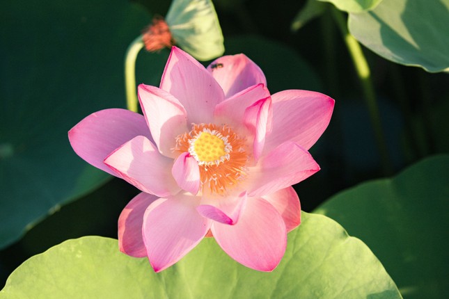 Ngỡ ngàng hồ sen nở rộ giữa Thu ở Hang Múa (Ninh Bình), giới trẻ tha hồ chụp ảnh “sống ảo“ ảnh 4