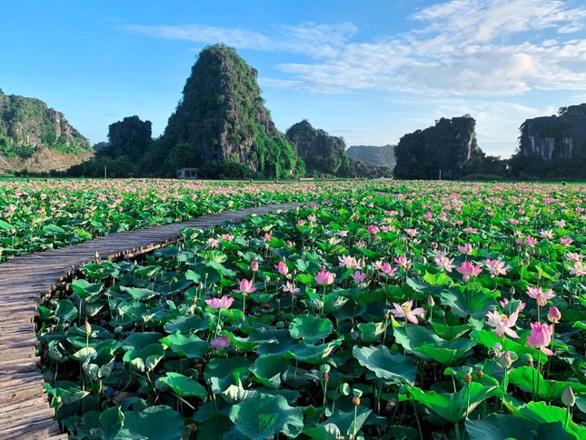 Ngỡ ngàng hồ sen nở rộ giữa Thu ở Hang Múa (Ninh Bình), giới trẻ tha hồ chụp ảnh “sống ảo“ ảnh 1