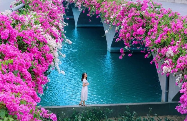 Hà Nội: Cây cầu hoa giấy bất ngờ bung nở trở lại, check-in “sương sương” có ngay ảnh đẹp! ảnh 6
