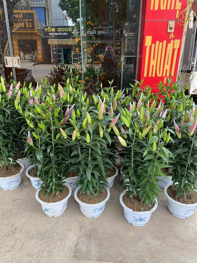 Hoa ly rớt giá thê thảm, cộng đồng mạng kêu gọi 'giải cứu' ảnh 2