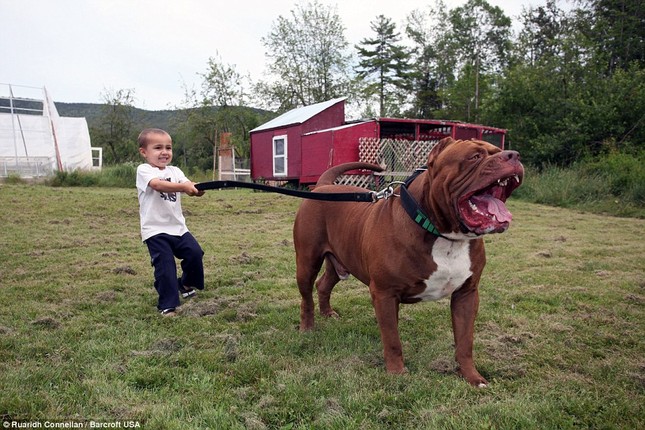 Choang Vang Vá»›i Ä'an Cho Pitbull Con Gia 10 Tá»‰ Ä'á»