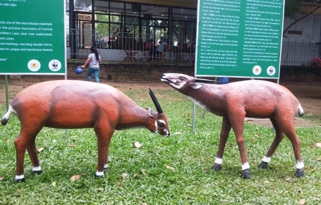 Kêu gọi cứu nguy loài thú duy chỉ có tại dãy Trường Sơn ảnh 1
