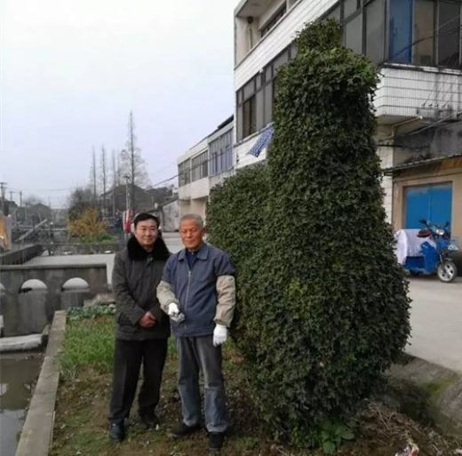 Bụi cây hình gà được trả giá 300 triệu vẫn không bán ảnh 2