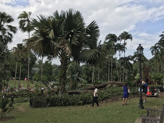 Cây trăm tuổi trong công viên đổ rạp, cả gia đình thương vong ảnh 4