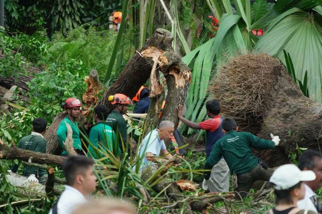 Cây trăm tuổi trong công viên đổ rạp, cả gia đình thương vong ảnh 7