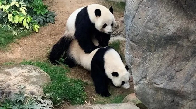 Sở thú đóng cửa, cặp gấu trúc lần đầu ‘mây mưa’ sau 10 năm chung sống ảnh 1