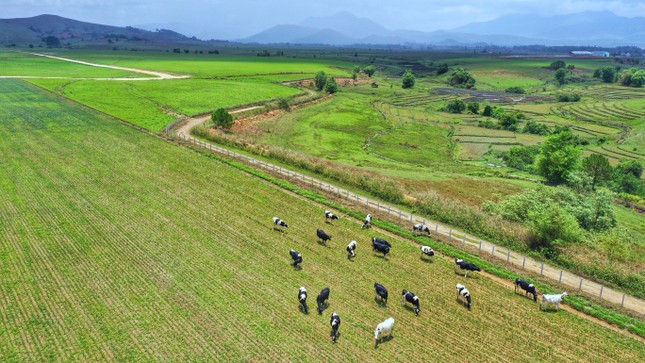 Hệ thống trang trại Vinamilk tăng trưởng về quy mô lẫn hiệu quả hoạt động ảnh 6