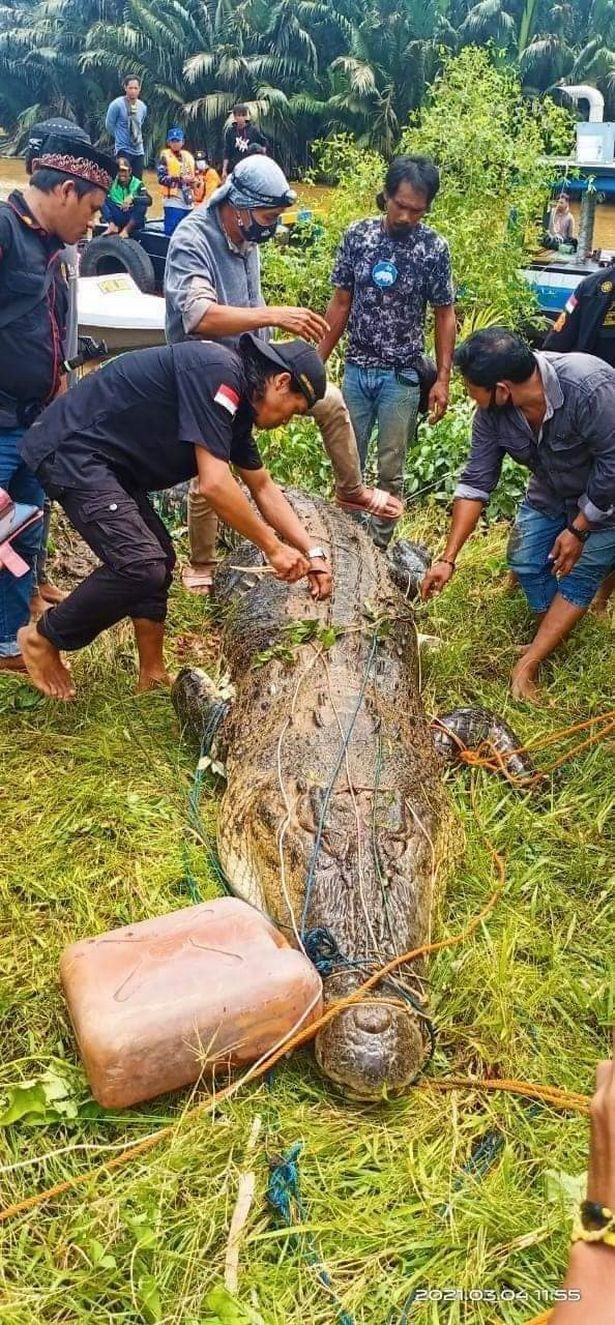 Mổ bụng cá sấu khổng lồ, tìm thấy thi thế bé trai còn nguyên vẹn ảnh 1