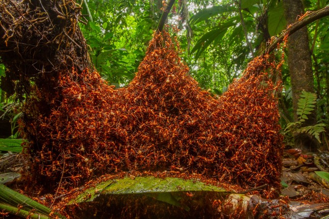 15 bức ảnh động vật hoang dã đẹp nhất năm 2019 ảnh 3