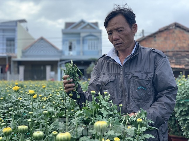 Hàng trăm chậu hoa cúc của nông dân ở Quảng Ngãi bị đập phá trong đêm ảnh 1