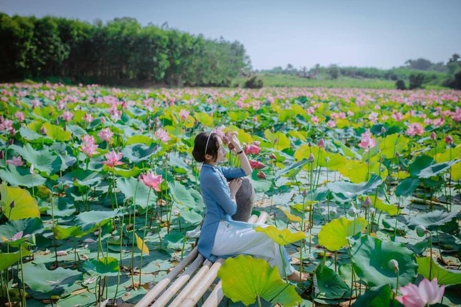 Quảng Trị: Sen hồng đang mùa nở rộ, bạn đã chụp bộ ảnh “sống ảo” nào chưa? ảnh 3