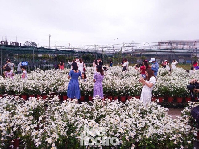 Đà Nẵng: Cúc họa mi đang mùa nở rộ, bạn đã kịp chụp bộ ảnh “sống ảo” nào chưa? ảnh 2