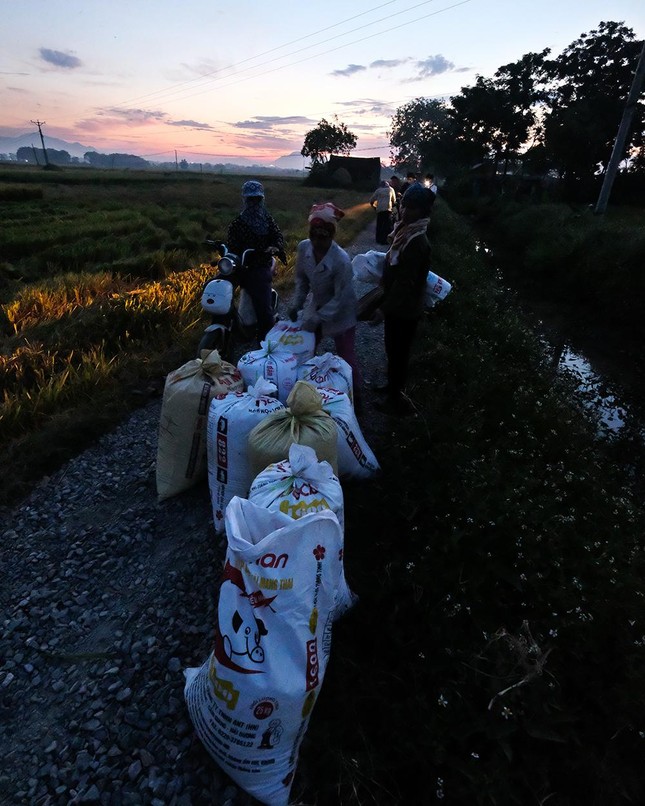 Trốn nắng gay gắt lên đến 40 độ vào ban ngày, nông dân Hà Nội gặt lúa xuyên đêm ảnh 9