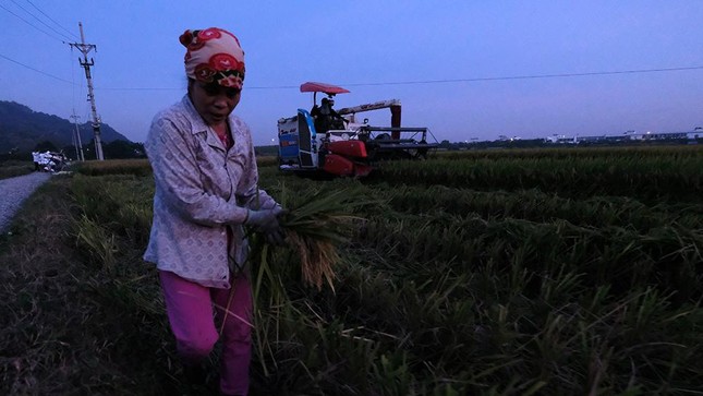 Trốn nắng gay gắt lên đến 40 độ vào ban ngày, nông dân Hà Nội gặt lúa xuyên đêm ảnh 11