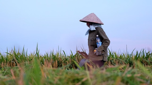 Trốn nắng gay gắt lên đến 40 độ vào ban ngày, nông dân Hà Nội gặt lúa xuyên đêm ảnh 14